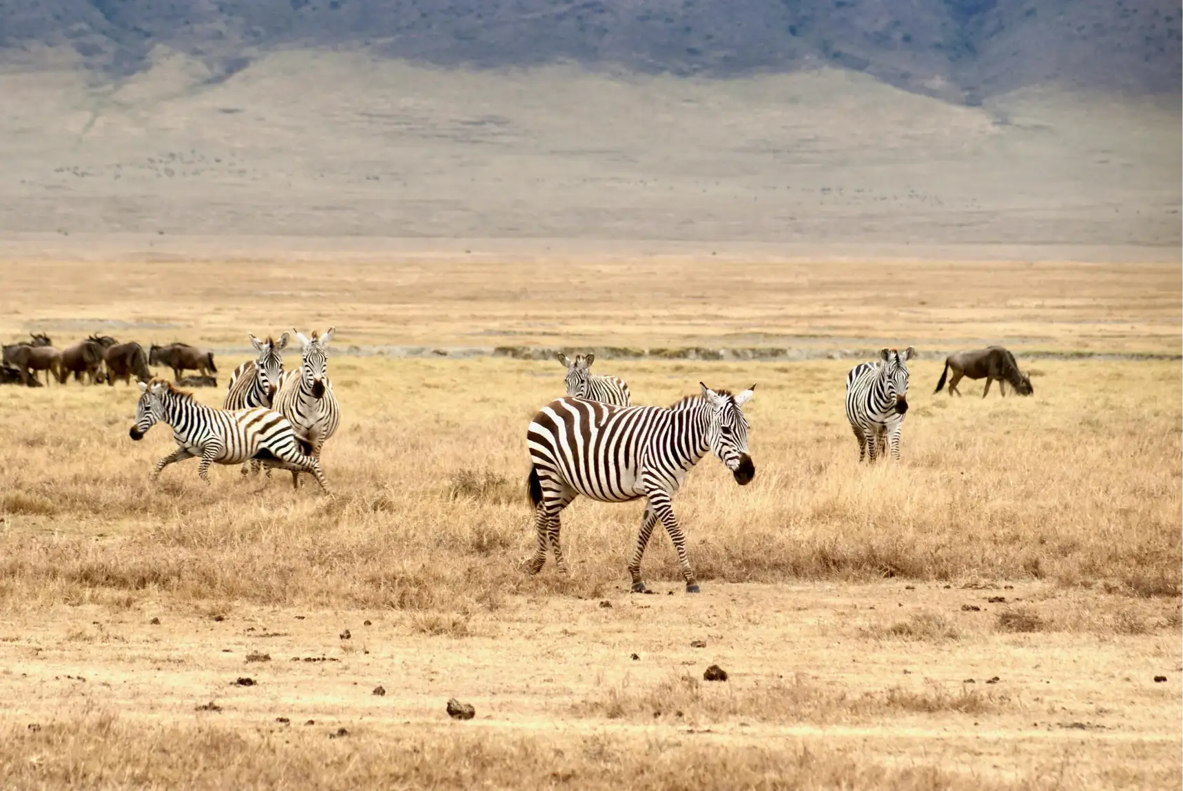 SERENGETI NATIONAL PARK