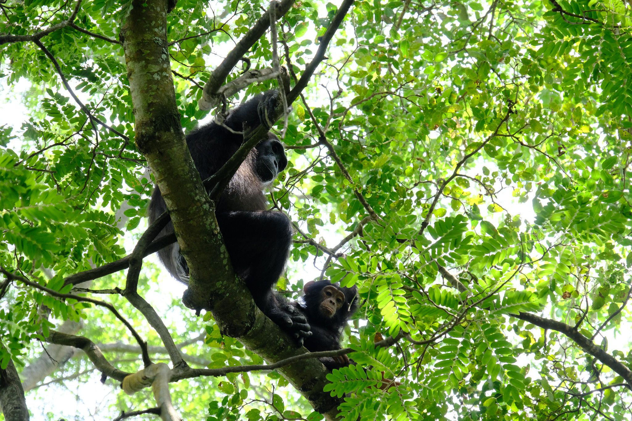 8 Days Mahale Mountains Chimpanzee Safari